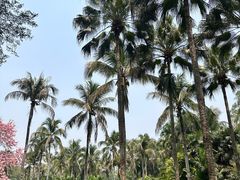 -中国科学院西双版纳热带植物园