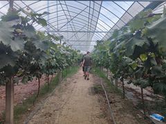 -马陆小张葡萄园农家乐