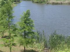 -合肥滨湖国家森林公园