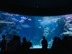 -暹罗海洋世界