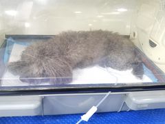 -美联众合动物医院(·中兽医·疑难杂症·严家桥分院)