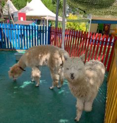 -萌宠亲子动物乐园(槐房万达店)