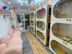 -青奢宠物·青奢猫舍