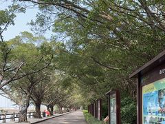 -大湾区中央湿地公园