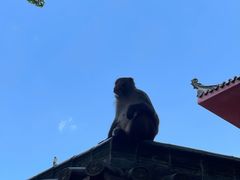 -黔灵山公园