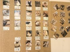 -楼上猫咖(罗湖店)