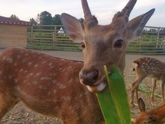 -安德鲁户外烧烤帐篷营地(马泉营店)