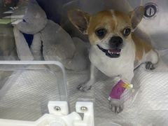 -美联众合动物医院·24h转诊中心