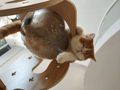 -飞行喵MR PILOT|猫舍·猫咖(静安大融城店)