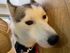 -Husky Go! 哈士奇体验馆·宠物咖啡厅狗咖