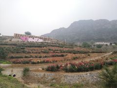 -密云玫瑰情园