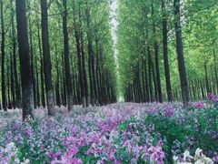 -苏家坨柳林村二月兰花海