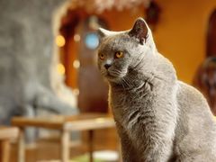 -猫猫幼稚园·撸猫·桌游·电玩