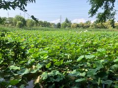 -上海长兴岛郊野公园