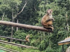 -西双版纳原始森林公园