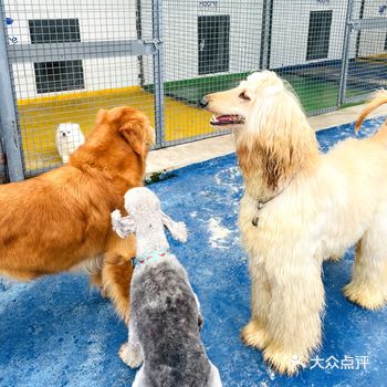 养狗以来我一直有这样的困扰,出差或是出去玩几天没有满