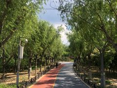 -大兴滨河森林公园