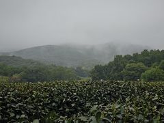-茅家埠