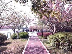 -高东镇樱花园