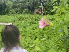 -海南热带野生动植物园