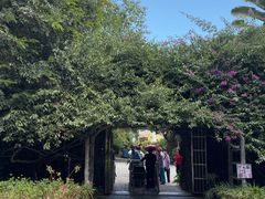 -瑞丽独树成林风景区