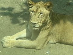 -北京野生动物园