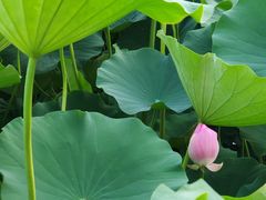 -莲花池公园