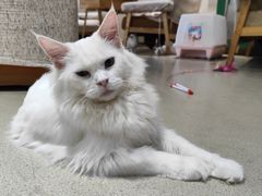 -藏猫猫咖啡主题馆(中央大道店)