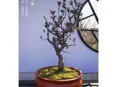-香雪海