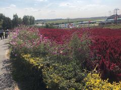 -北纬44度·金珠花海休闲农业旅游景区