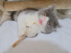 -房东的猫宠物生活馆