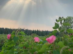 -嘉北郊野公园