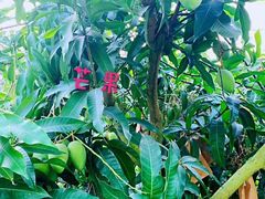 -海南热带野生动植物园