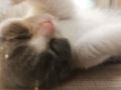 -飞行喵MR PILOT|猫舍·猫咖(静安大融城店)