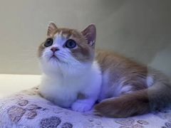 -小猫来了·猫舍(红山六九七九店)