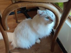 -有猫主题·治愈系猫咖(曾厝垵店)