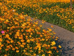 -洋湖国家湿地公园