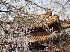 -桃花堤公园