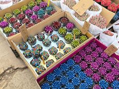 -龙大花卉苗木市场