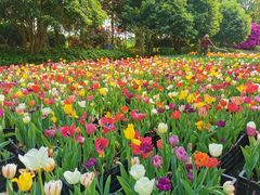 -上海鲜花港