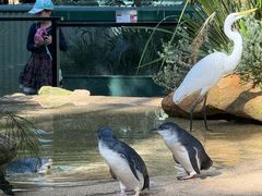 -费瑟代尔野生动物园