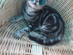 -喵zoo家庭繁育猫舍(尖东智能花园店)