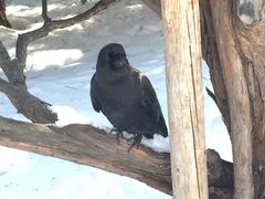 -北海道厅旧本厅舍(旧本庁舎)