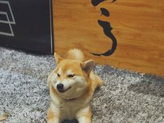 -柴务处·柴犬主题狗咖