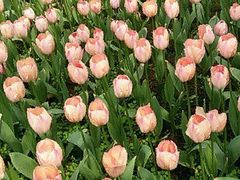 iphone_upload_pic-保利石象湖景区