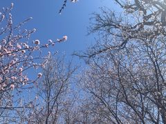 -桃花堤公园