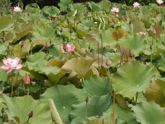 -渭南桃花源民俗文化园