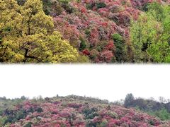 -贵州百里杜鹃风景名胜区