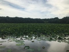 -大湾区中央湿地公园