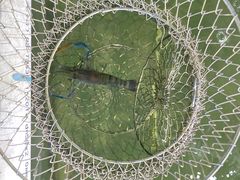 -光头佬钓虾场·烧烤·聚餐·亲子(金沙洲店)